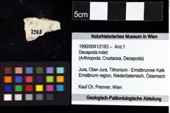 Foto (Objket + Etiketten) von Decapoda indet. 